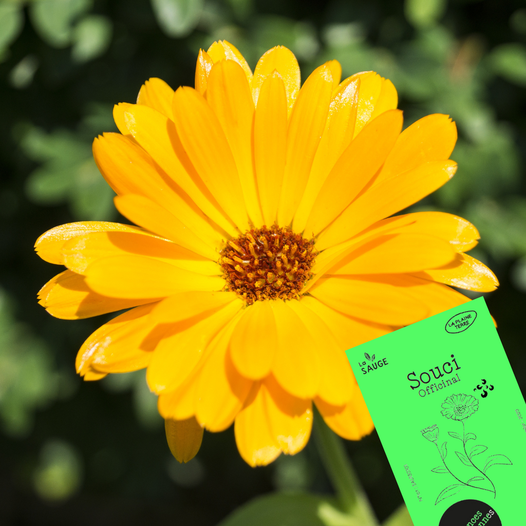 Nos fleurs