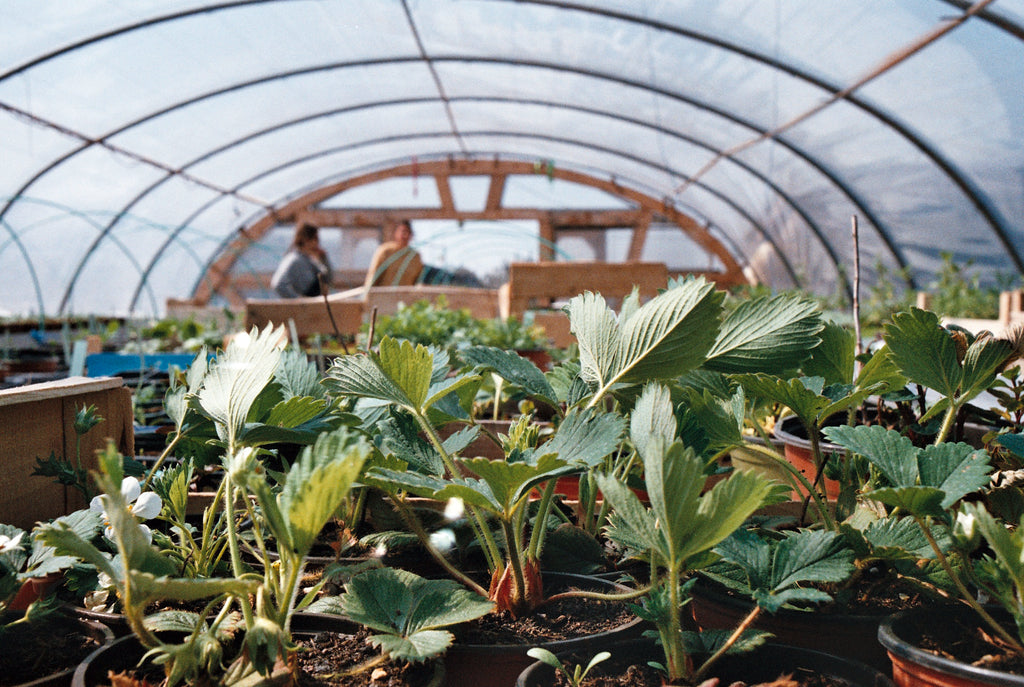 Les plantes de la pépinière de Paris