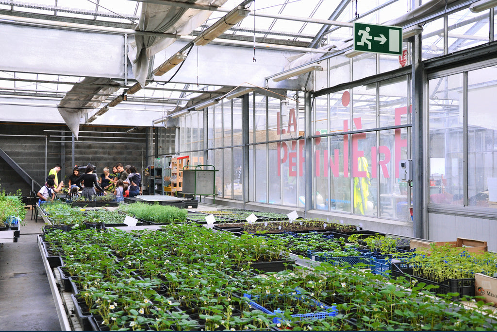 Les plantes de la pépinière de Nantes