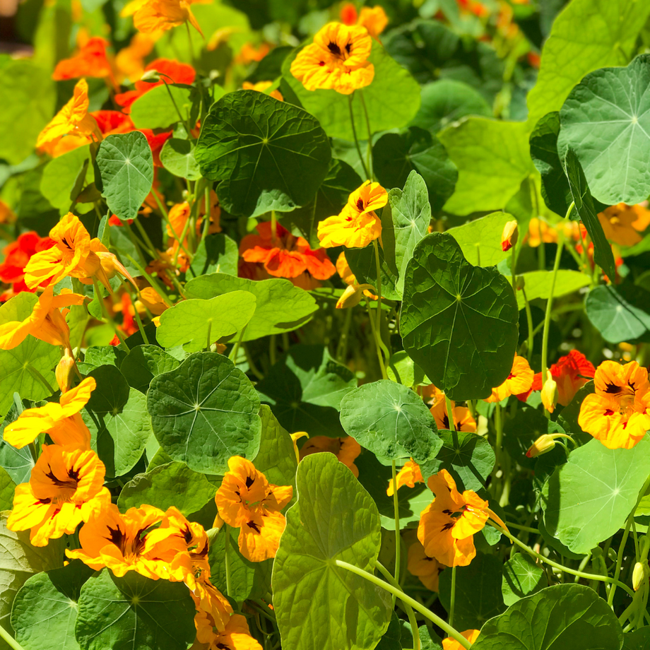 Capucine BIO – La SAUGE