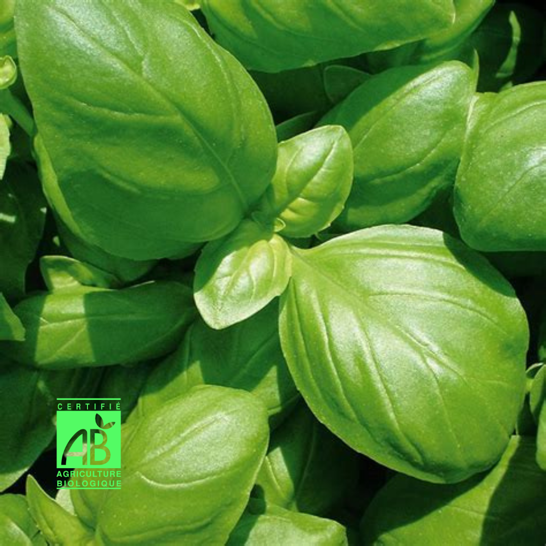 Basilic Grand Vert