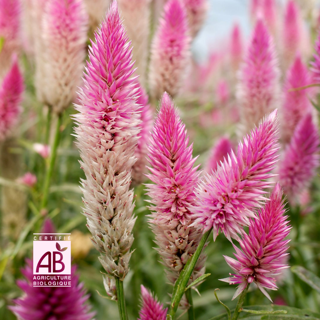 Celosia Flamingo Pink