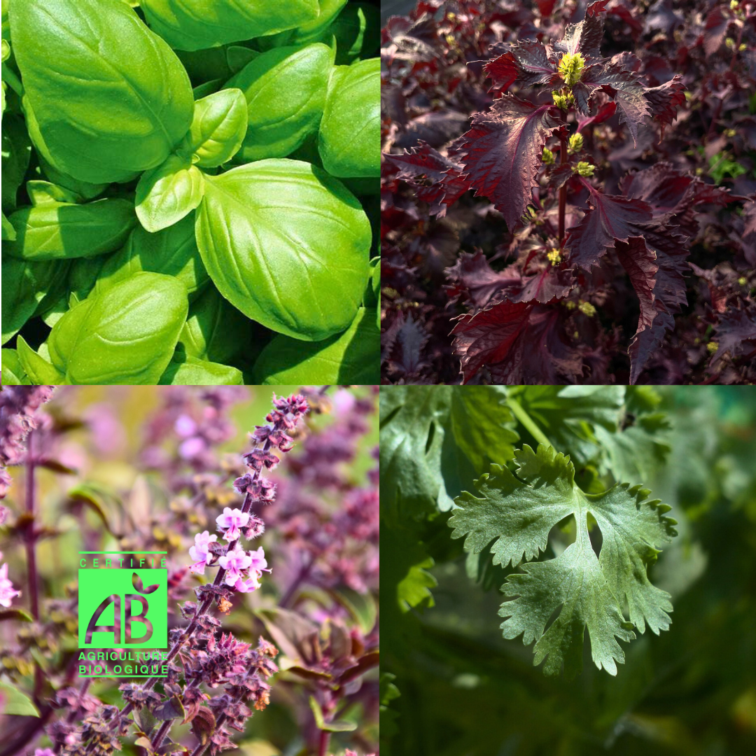 Lot Mon jardin aromatique