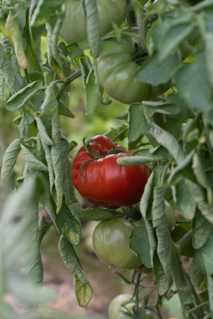 Tomates reine des hâtives