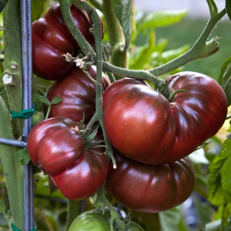 tomates noire de crimée