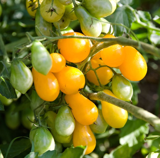 tomate cerise jaune poire