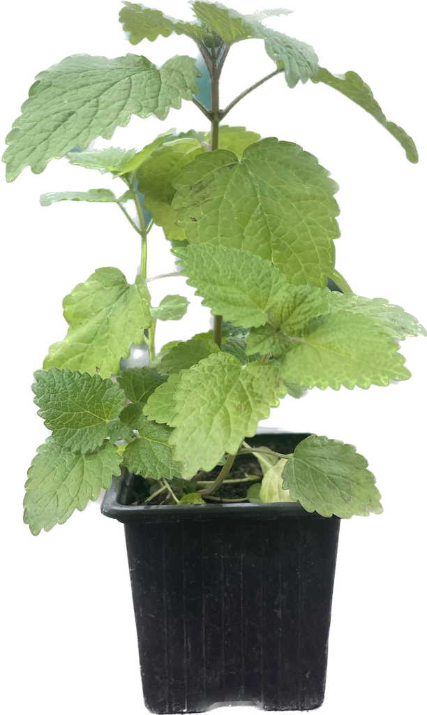 Mélisse Citronelle