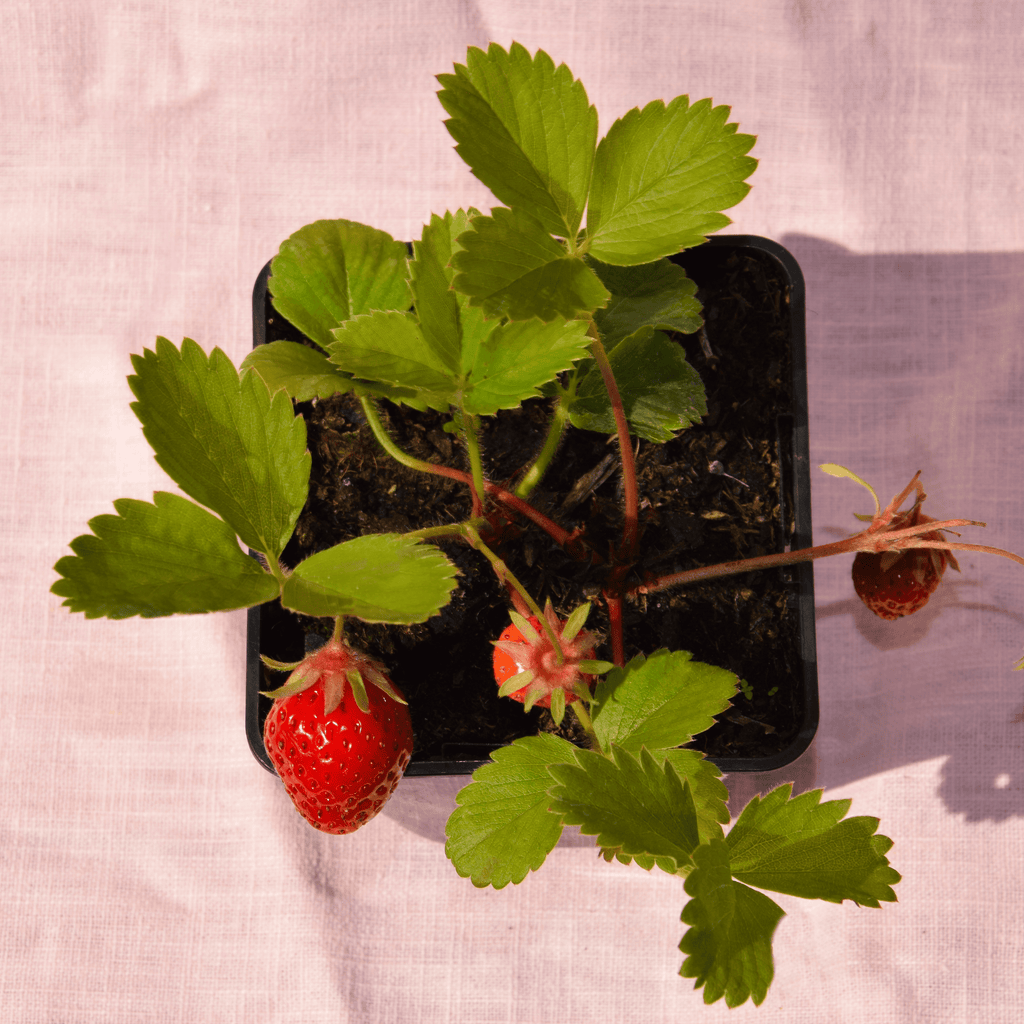 fraisier cijosée vu de haut - fond rose