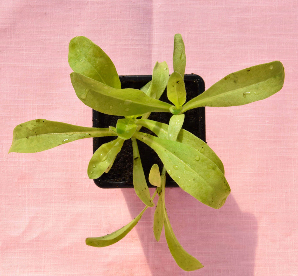 souci-officinale-la-SAUGE-germany